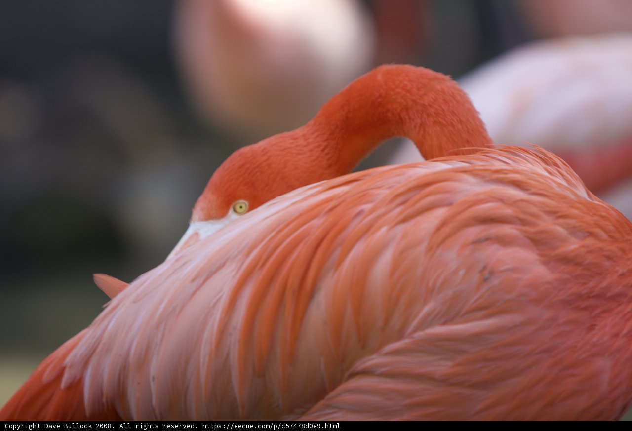 Elegant Flamingo