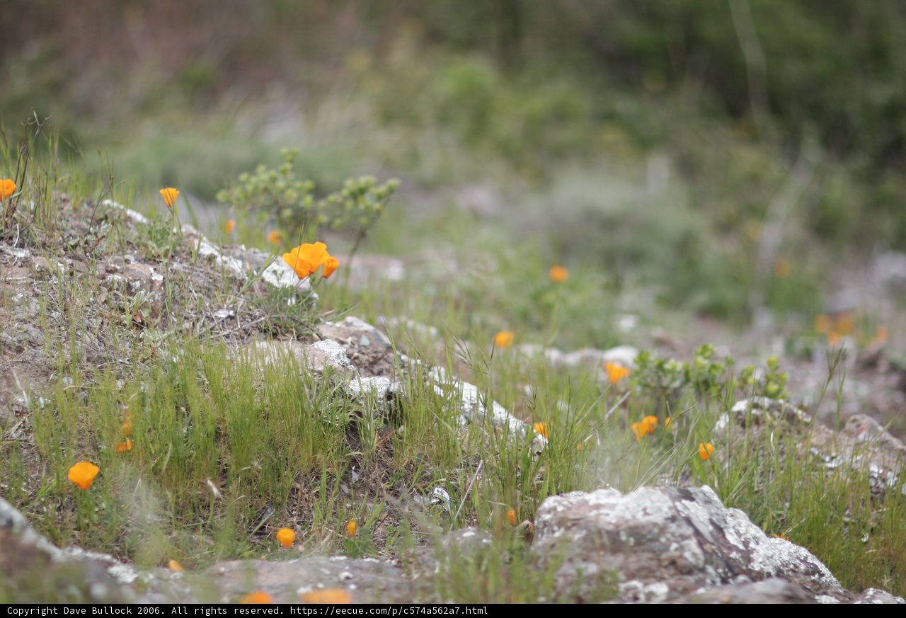 Sunny Hillside Blooms