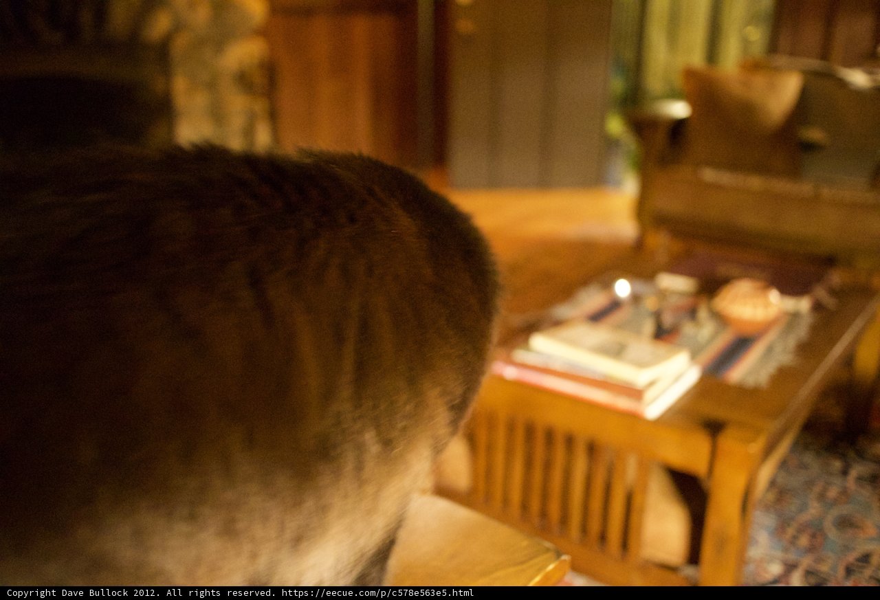 Curious Cat on the Coffee Table