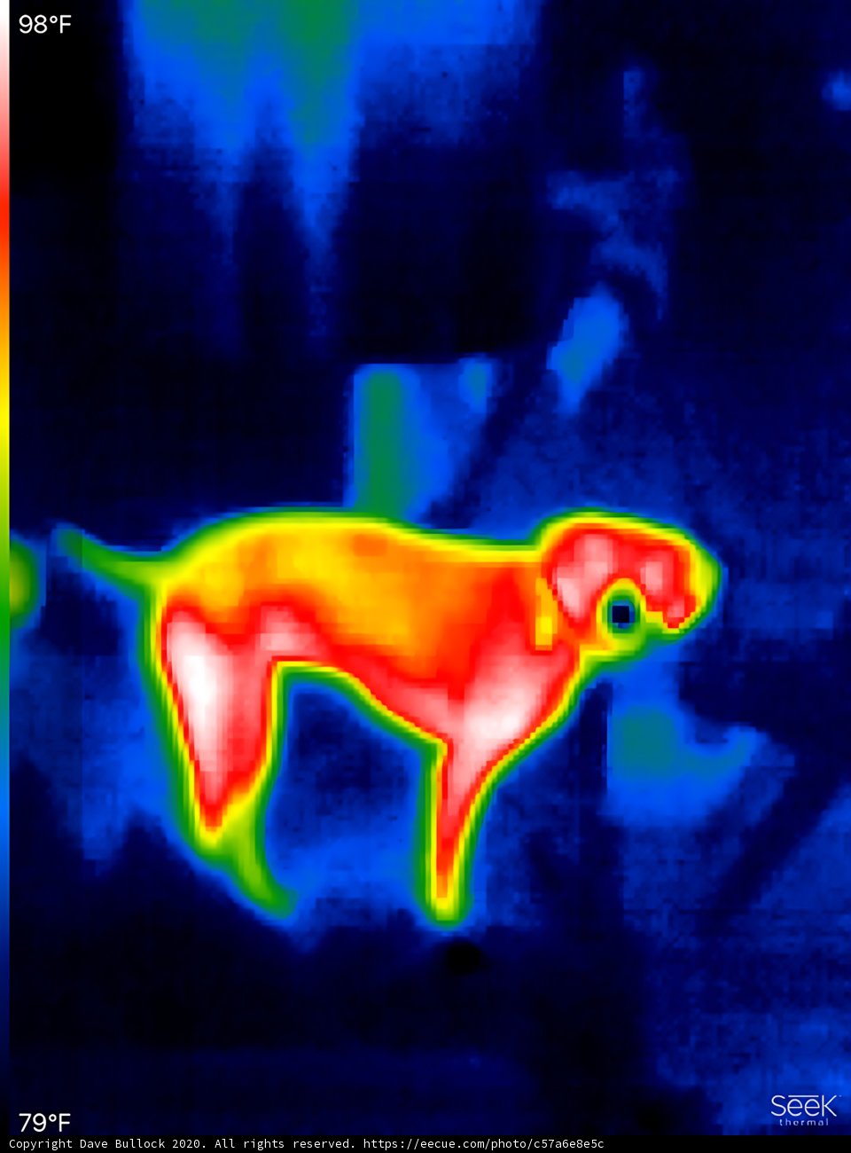 Thermal Image of Dog in Heat