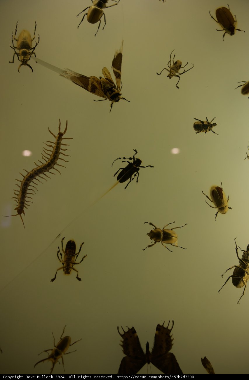 Wonders of the Arthropod World