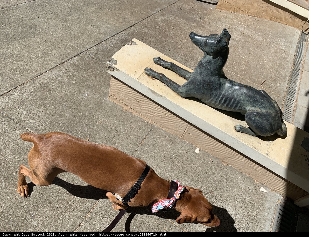 Canine Curiosity