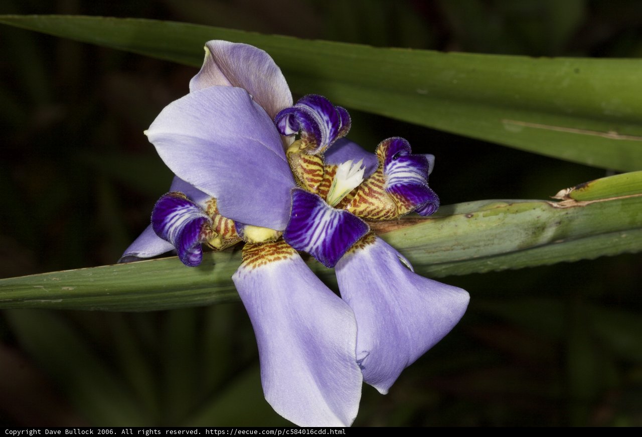 Vibrant Purple Iris with Yellow Petals