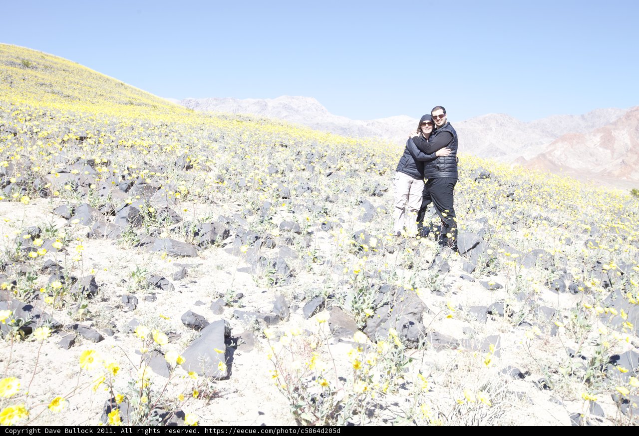 Fields of Sunshine