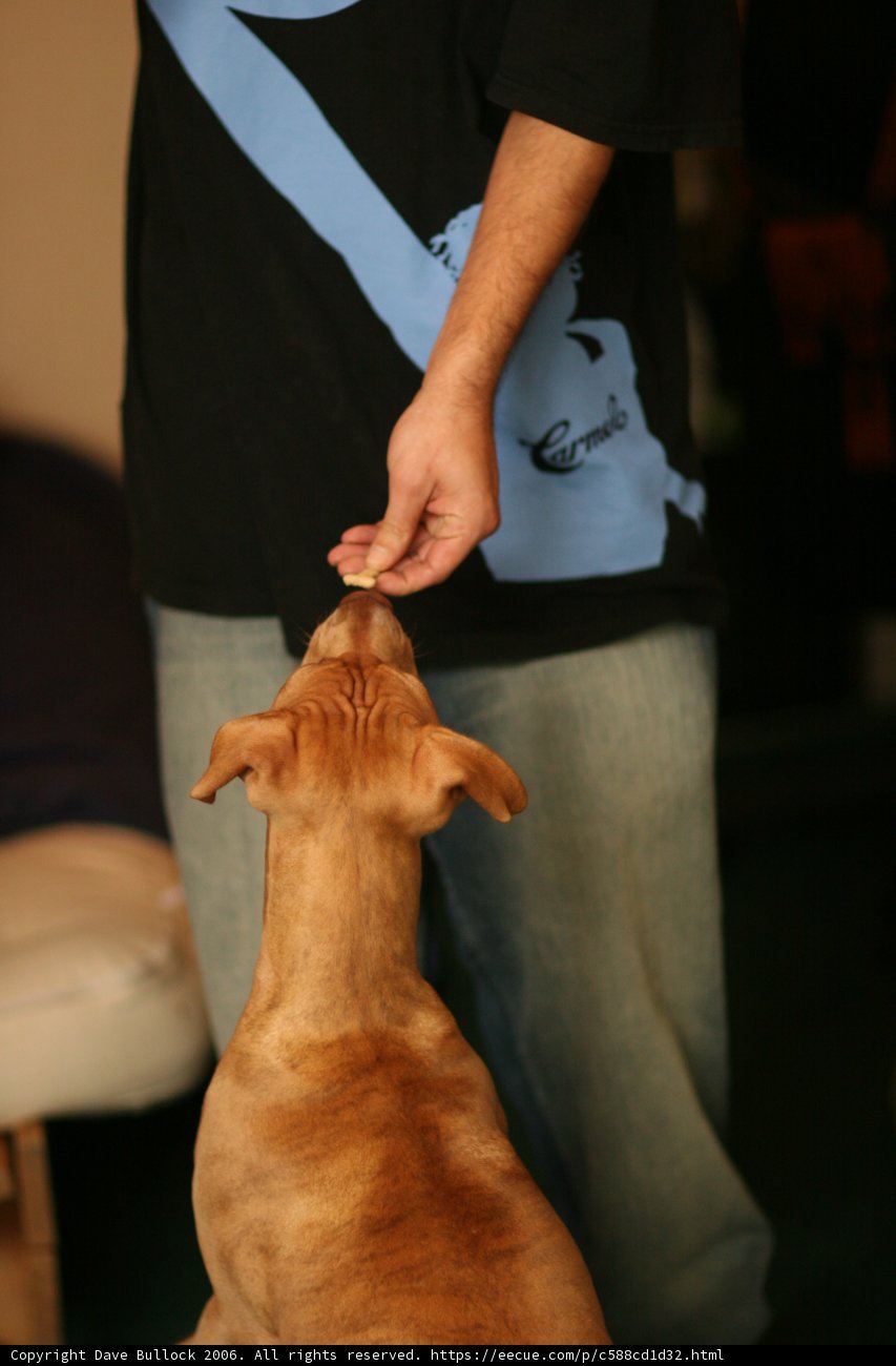 Man and Vizsla on the Couch