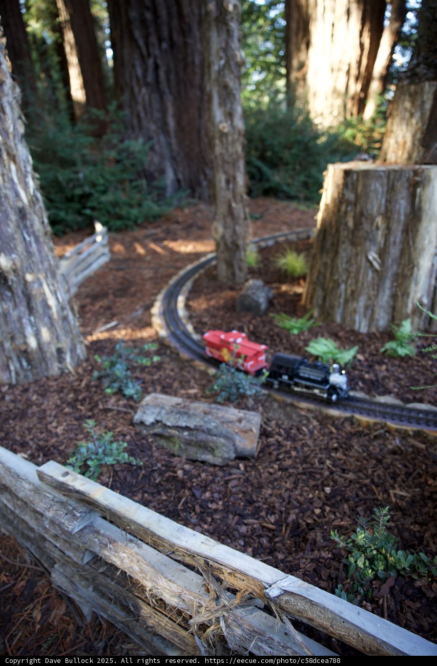 Tranquil Tracks Among the Giants
