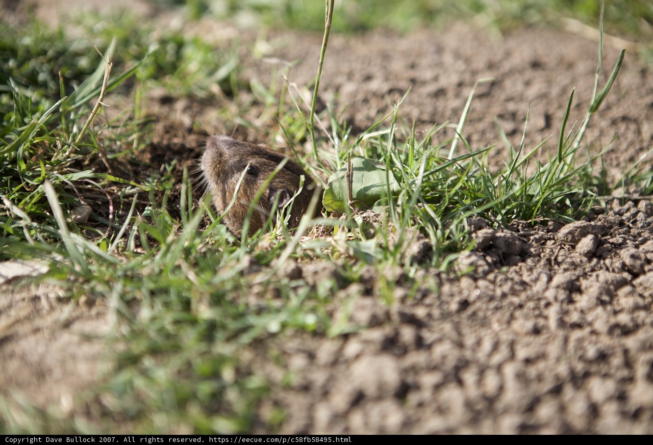 Peek-a-Boo Groundhog