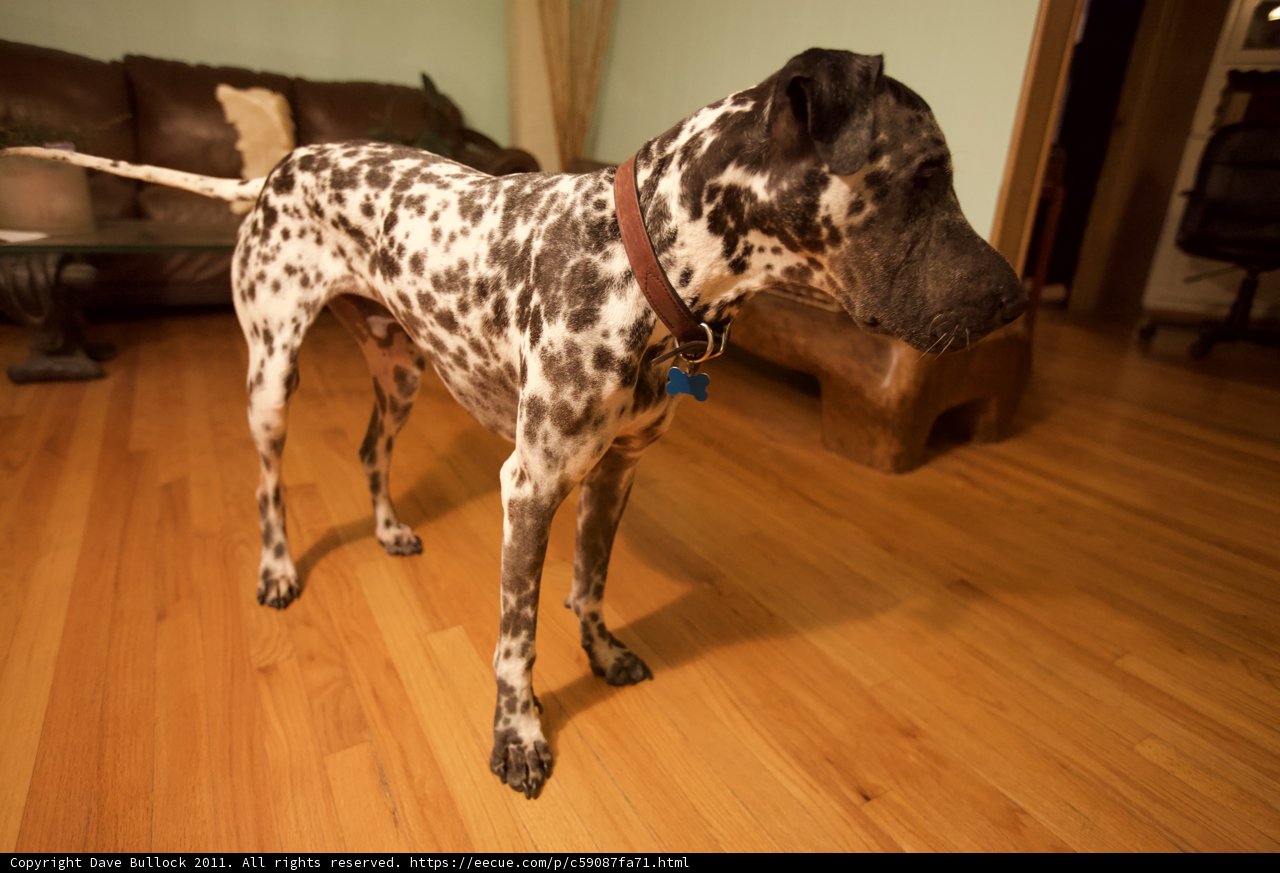 Dalmatian in the Spotlight