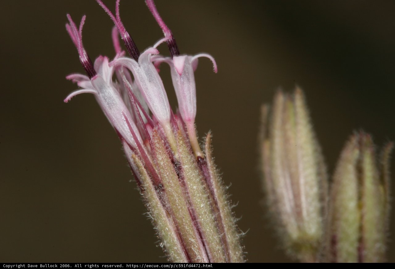 Long-stemmed Flower in the Desert