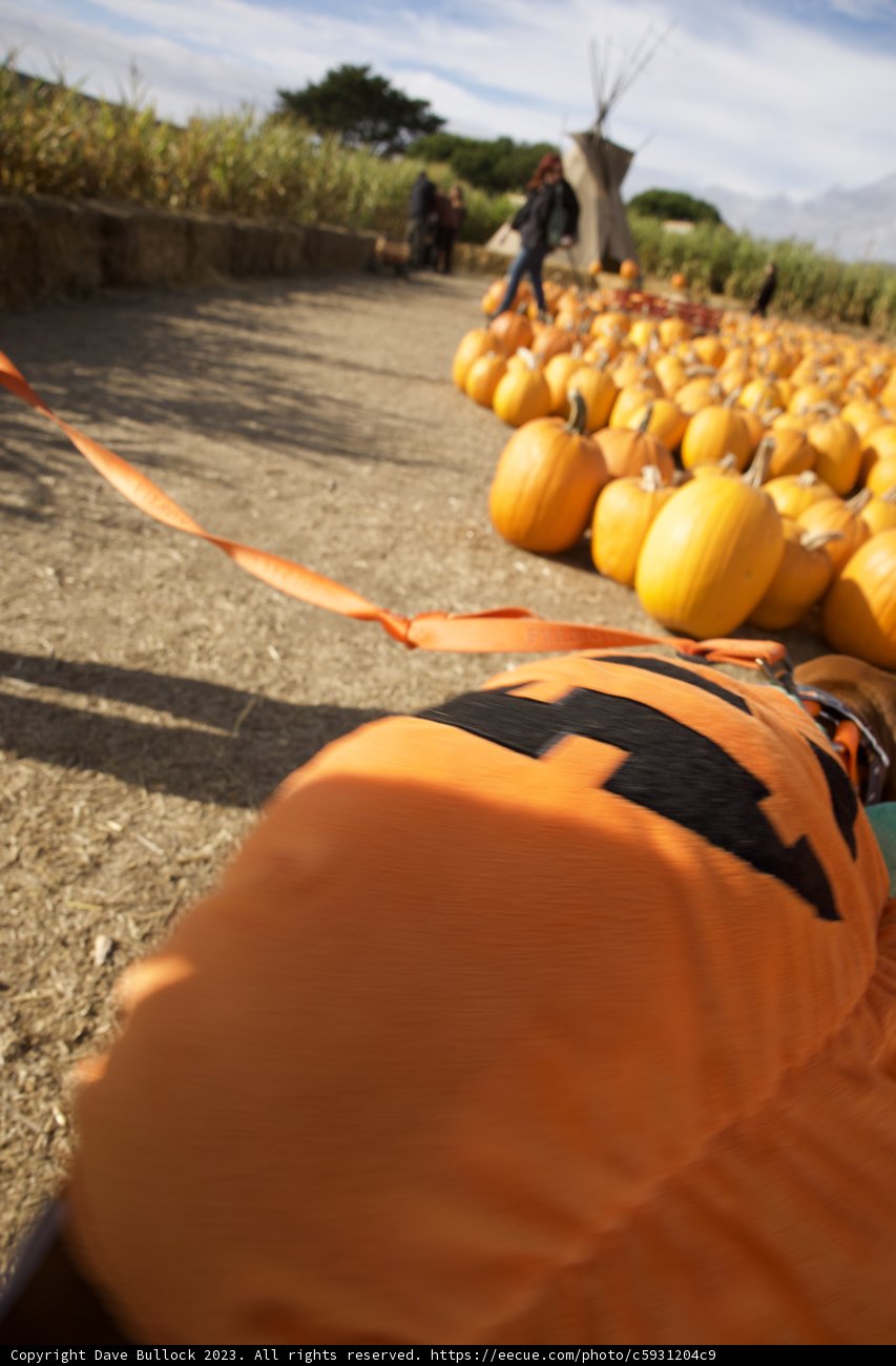 Strolling through Halfmoon Bay's Pumpkin Patch