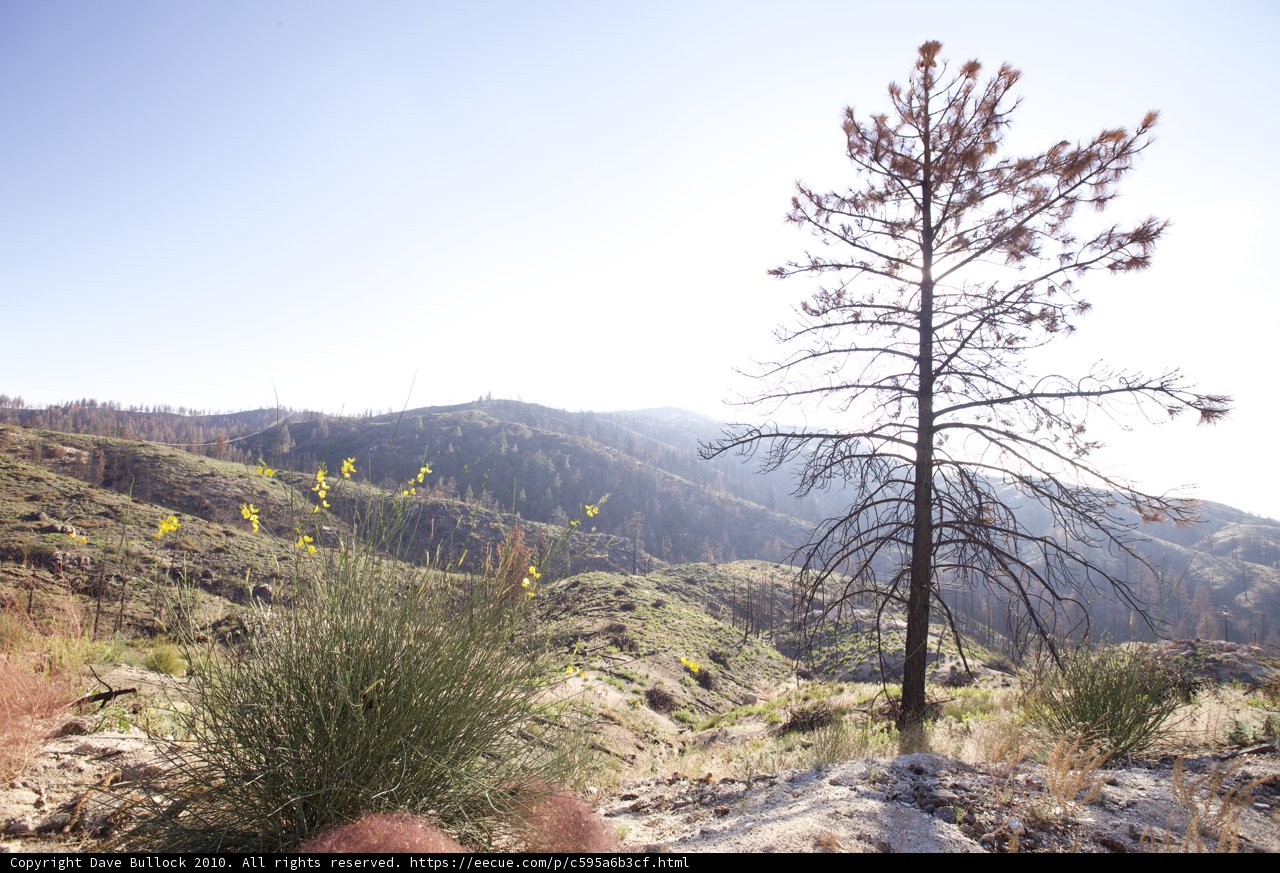 Lone Fir on the Hillside