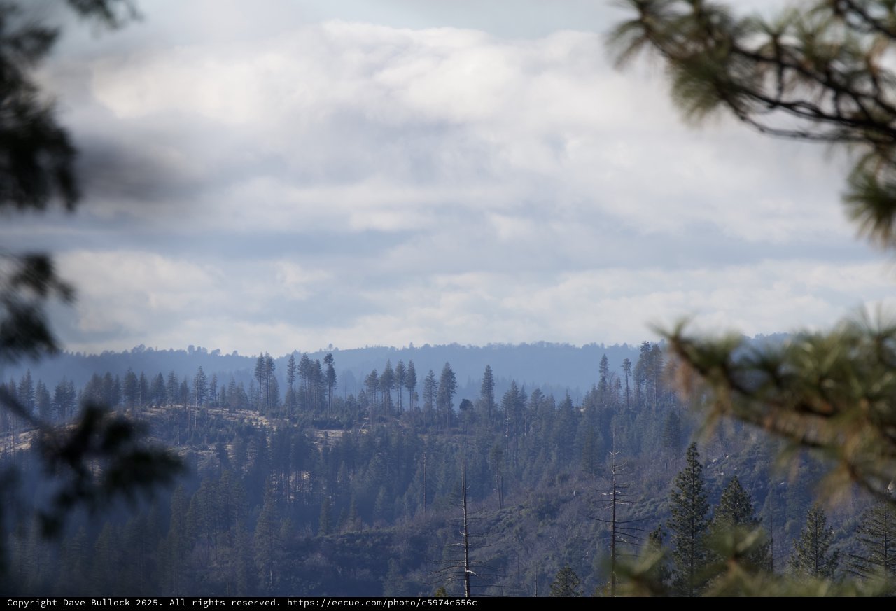Misty Forest Vista Through Pine Branches After Wildfire
