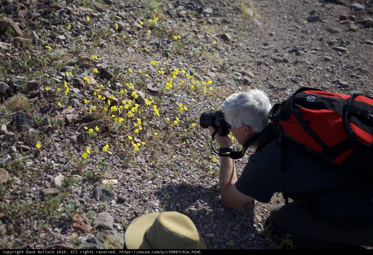 Capturing the Beauty of the Desert Flower