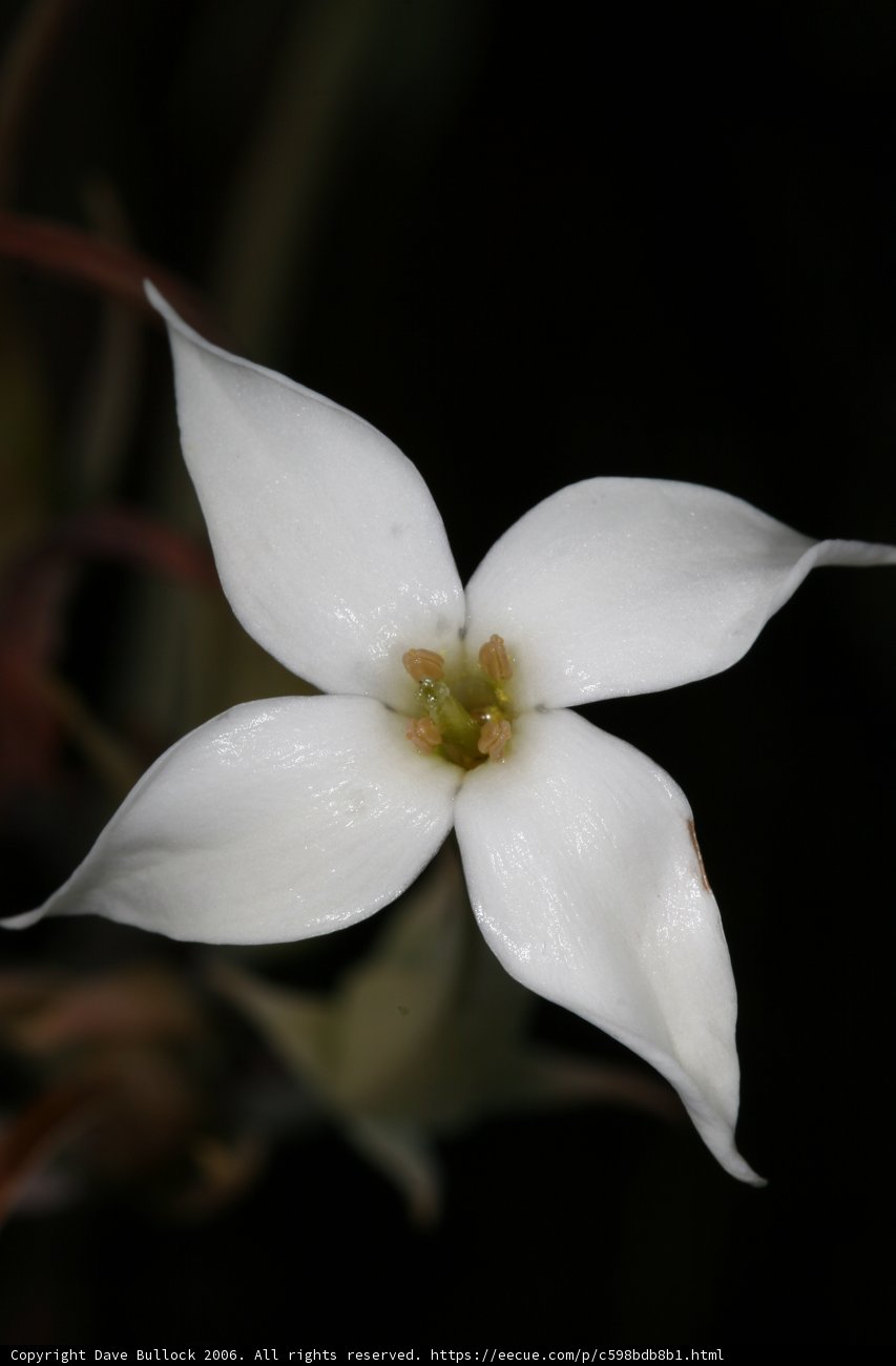 White Lily Blossom