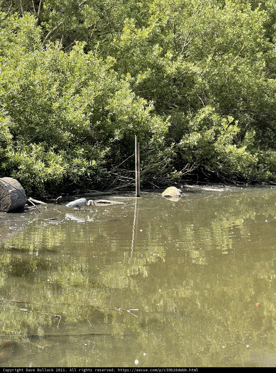 Majestic bird perched on log in serene waters