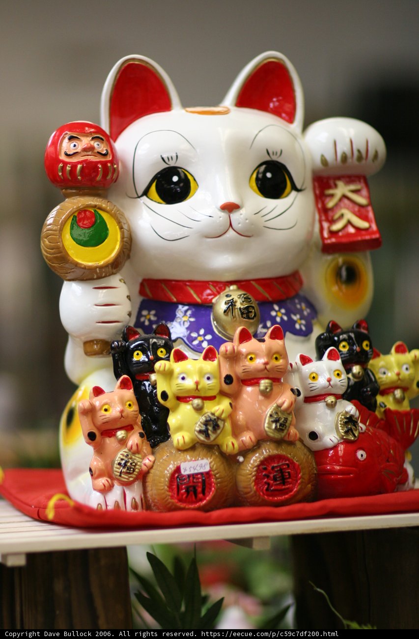 Feline Gathering