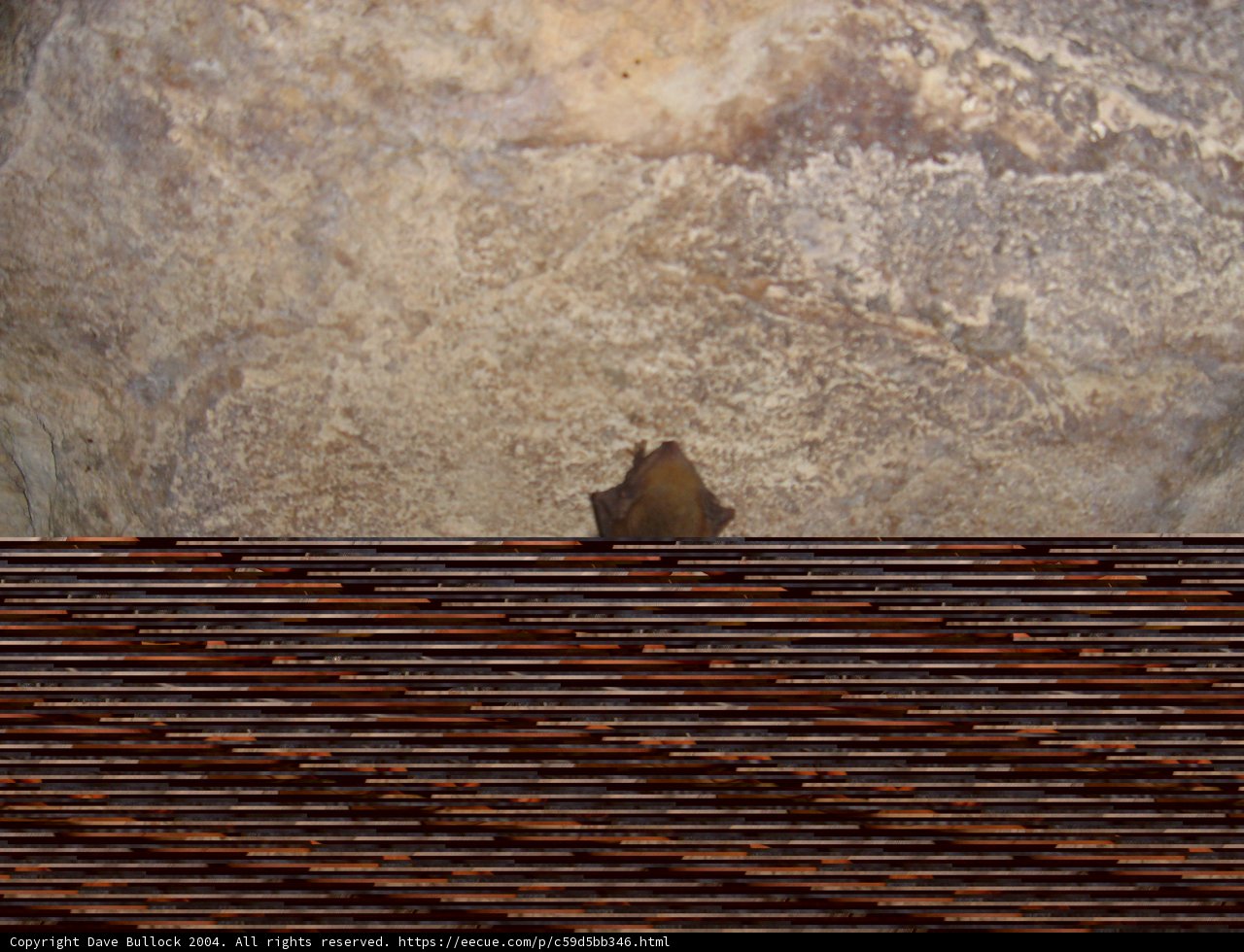 Brown Bat Roosting on Wooden Wall