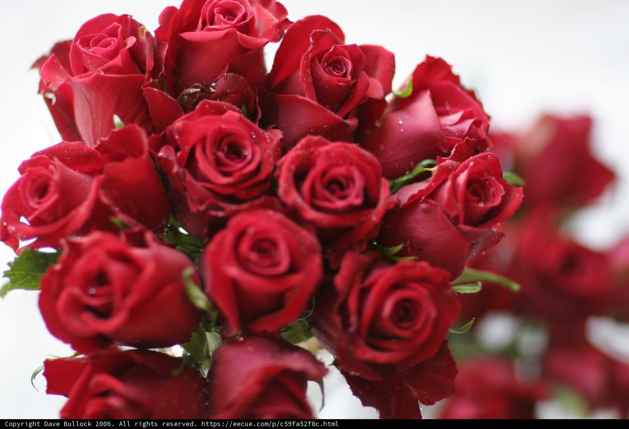 A Bouquet of 14 Red Roses