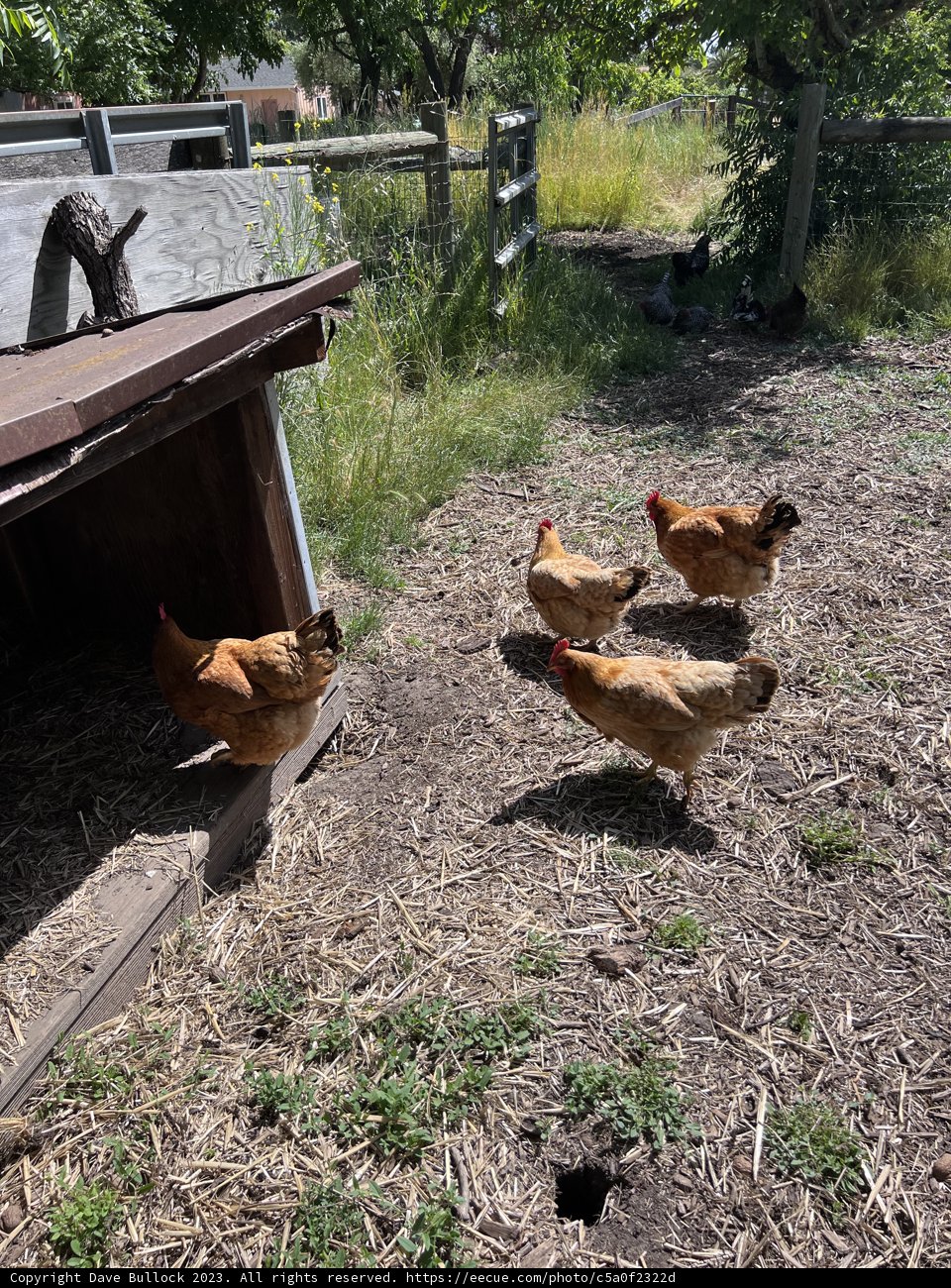 Pecking Party: Delightful Day at the Countryside