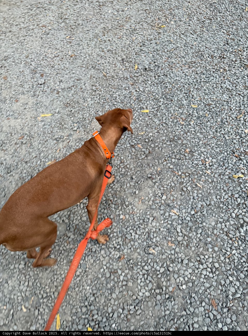Stroll Through Guerneville