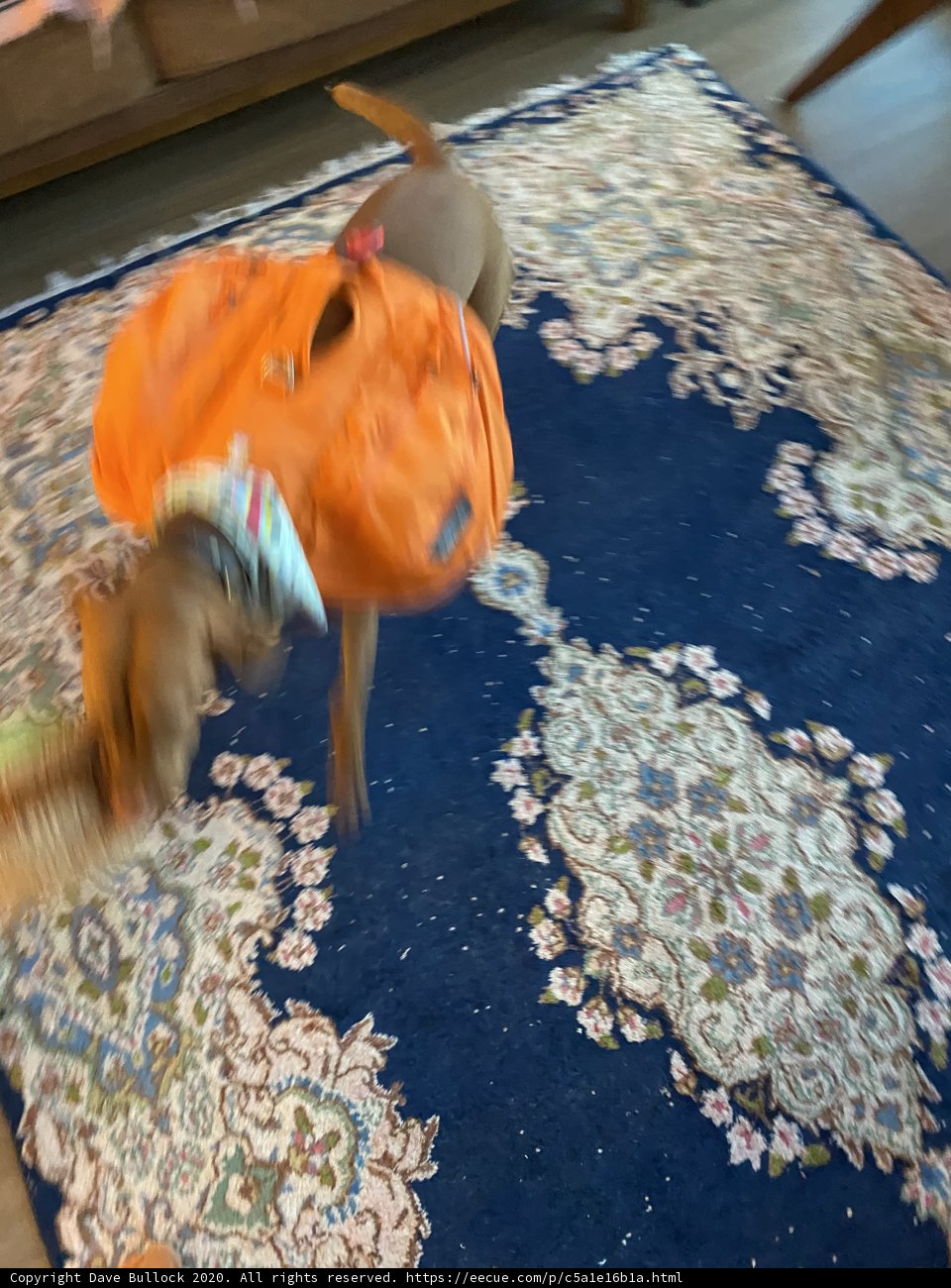 Playful Pup on the Rug