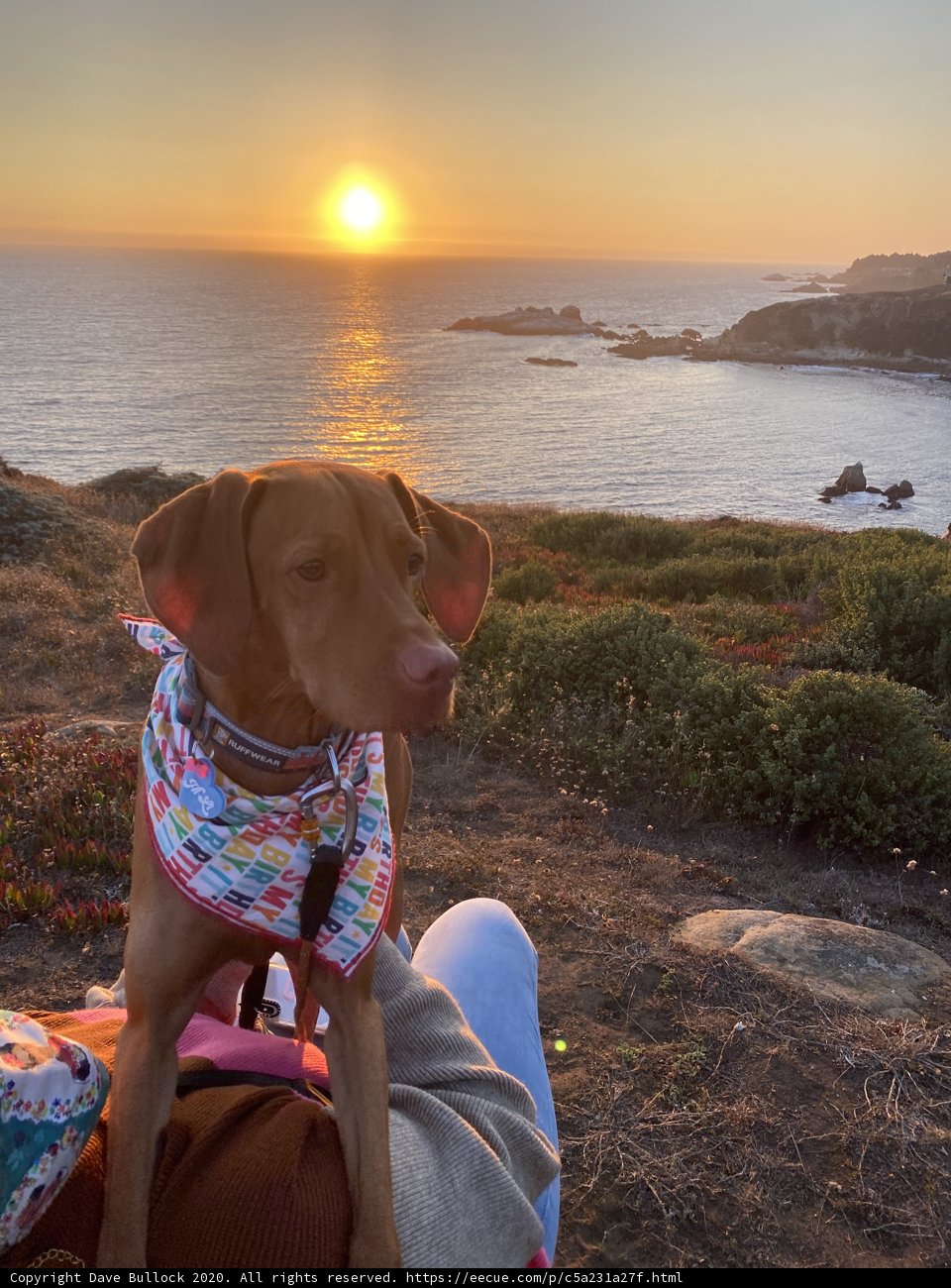 Canine Companion at Sunset