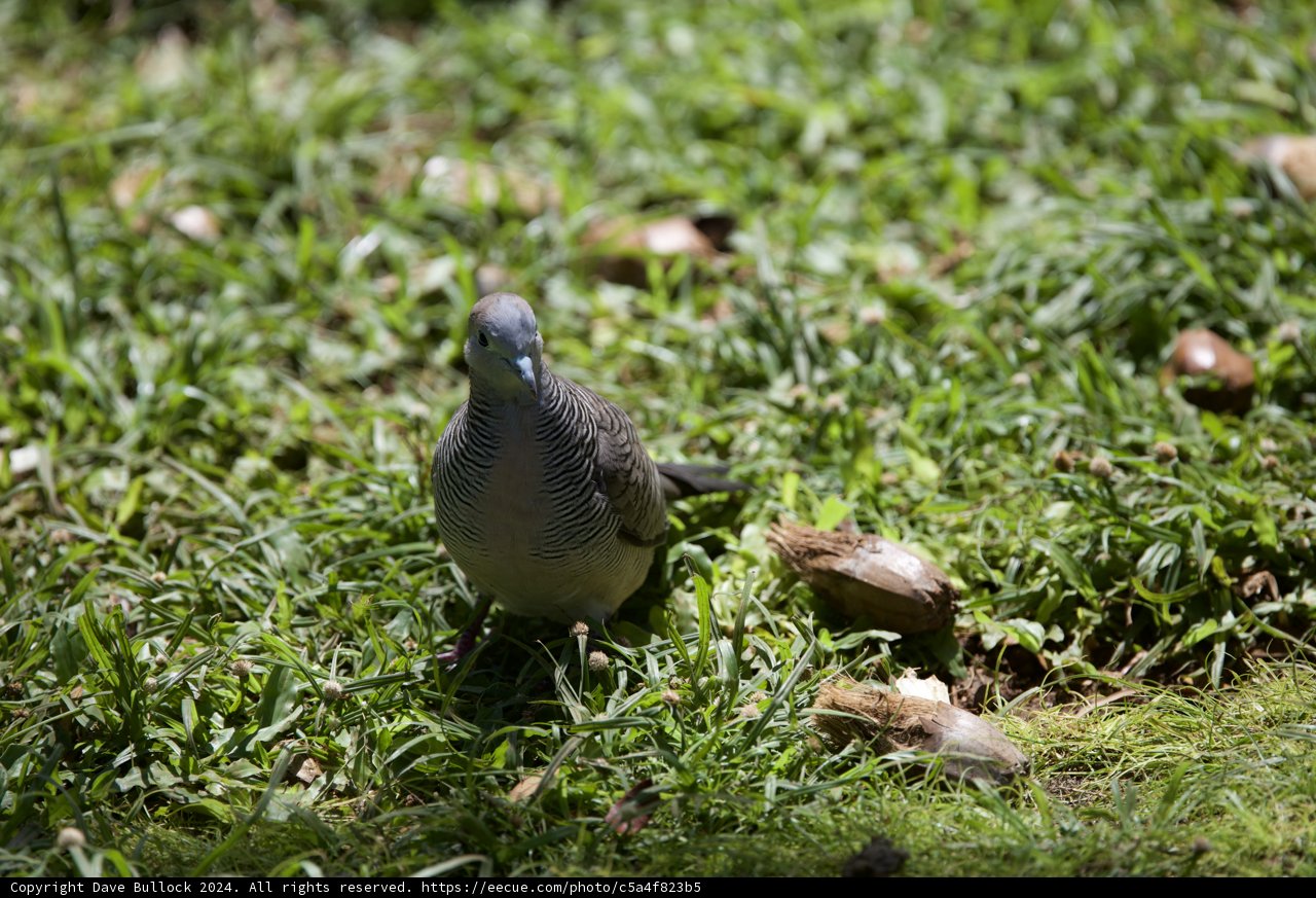 Serenity in Feathers: A Pigeon at Honolulu Zoo