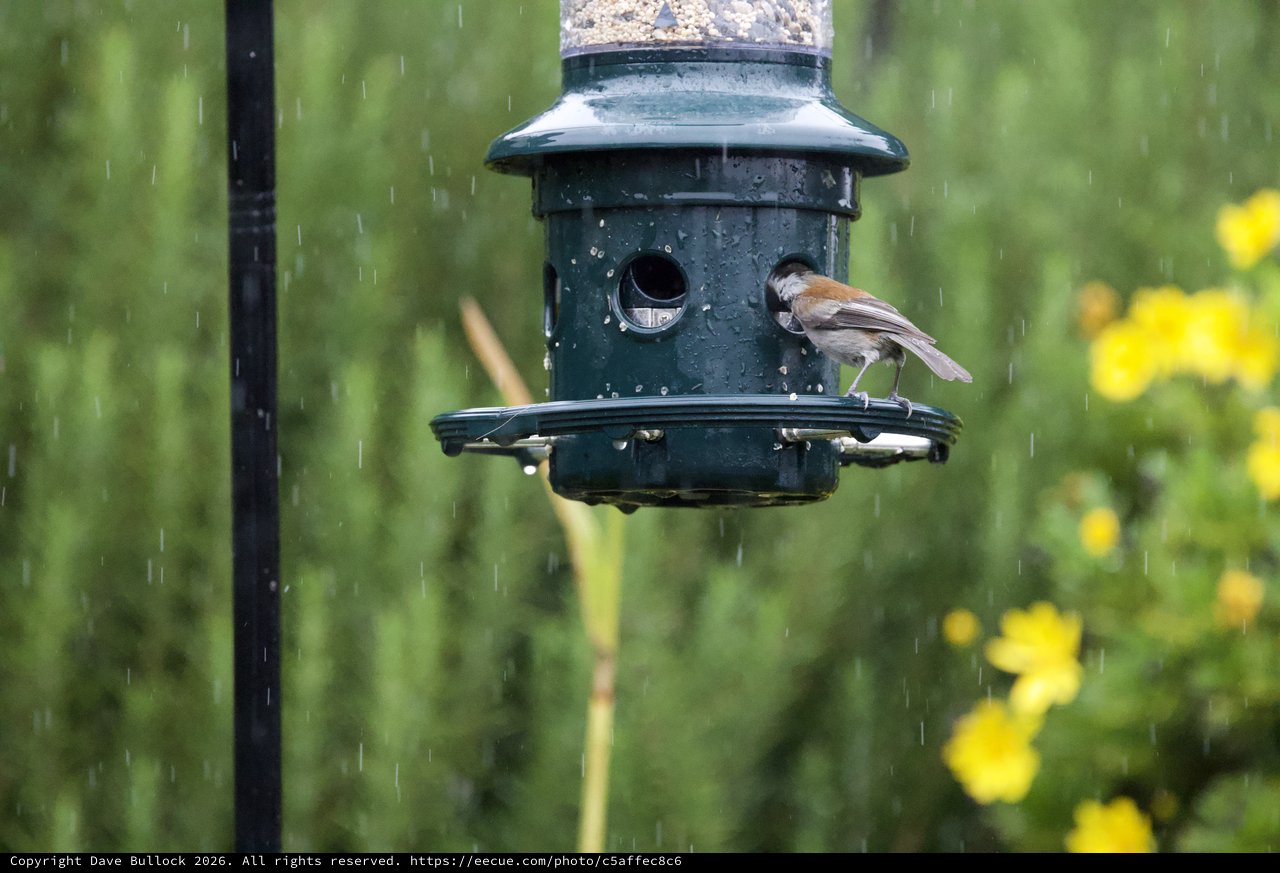 Small Bird at Feeder During Spring Rain Shower