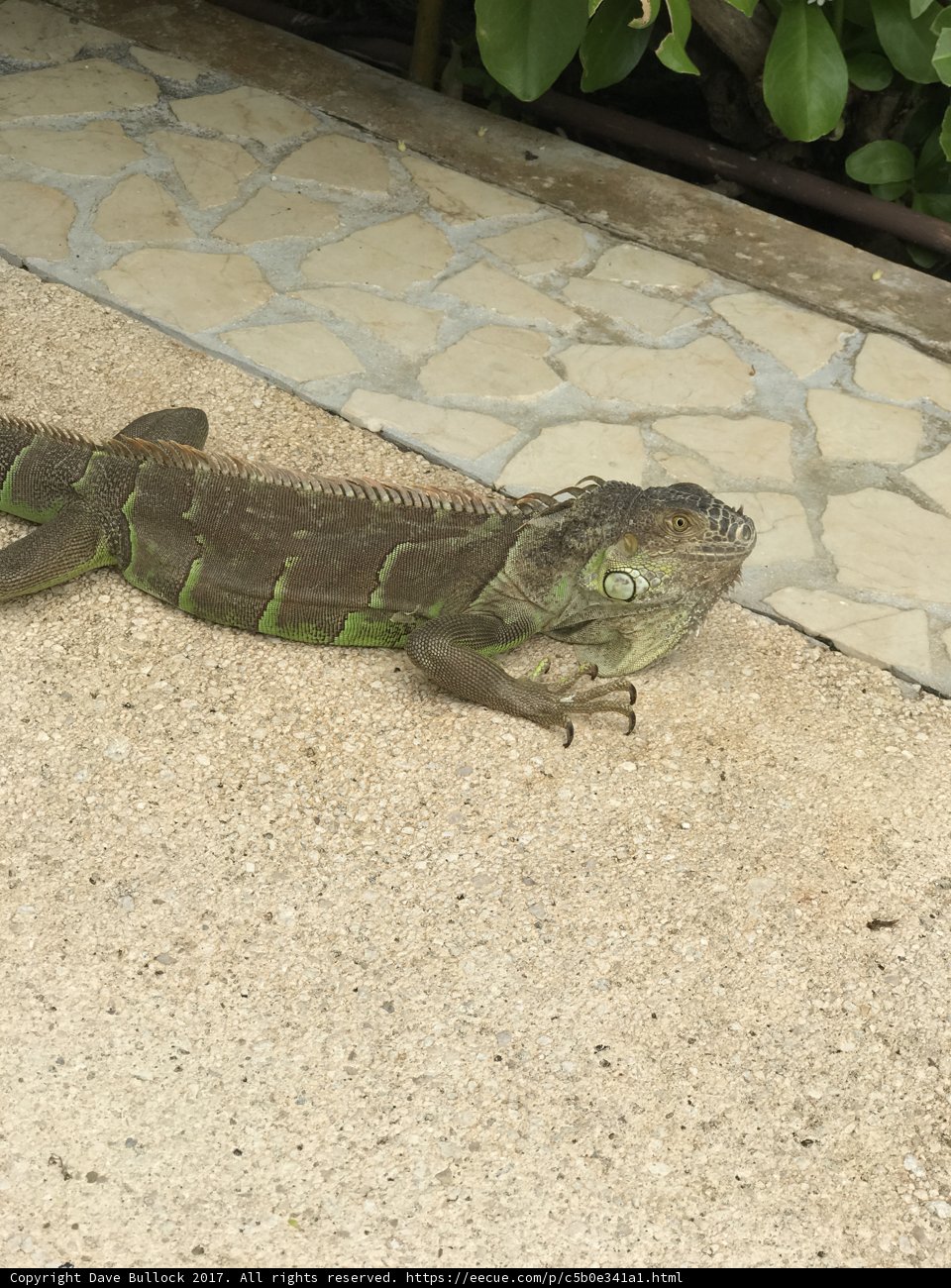 The Green Iguana on the Flagstone Walkway