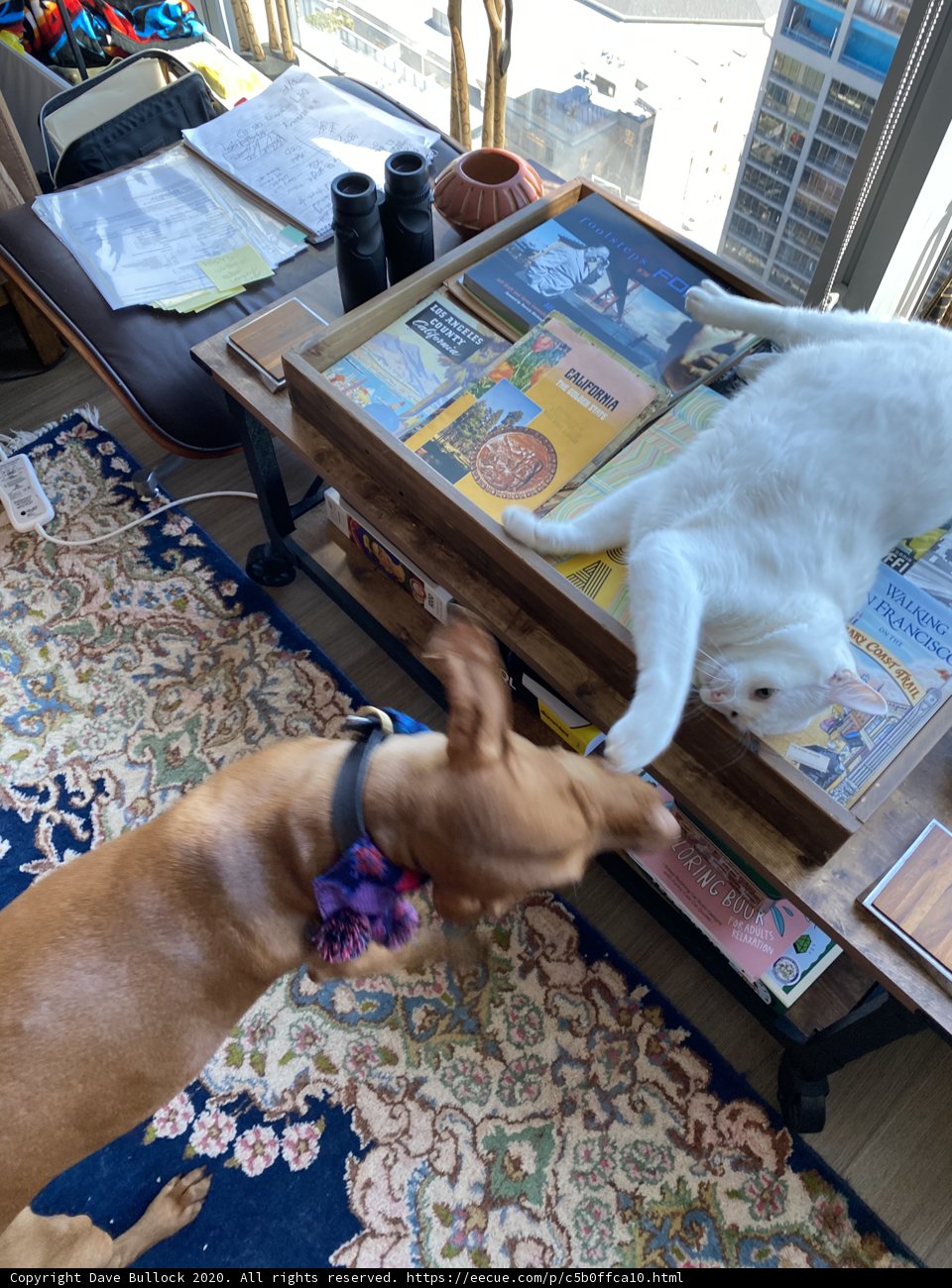 Furry Friends Unite