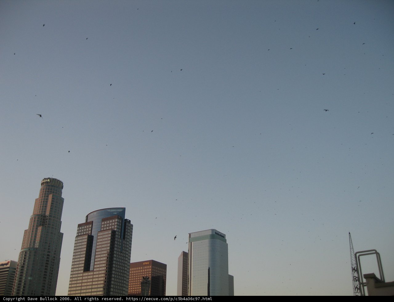 Flock of Birds over City Skyline
