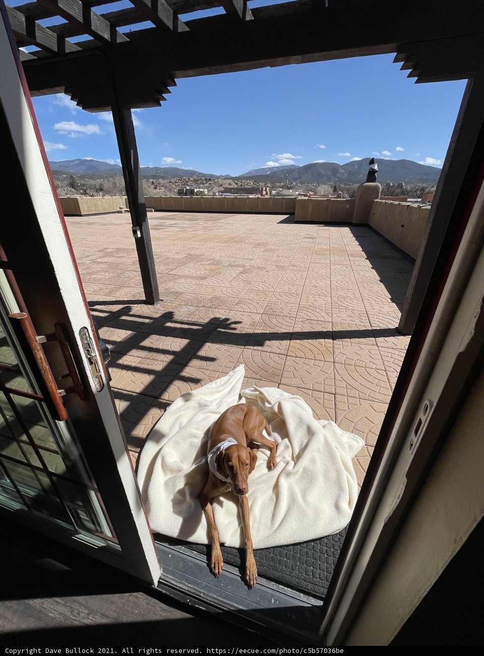 Patio Pup enjoying Santa Fe View