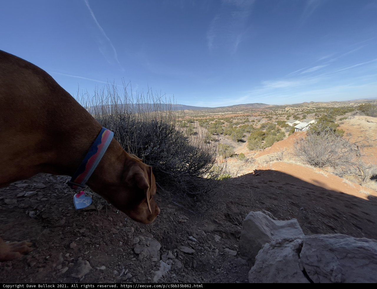 Curious Canine in the Sandy Wilderness