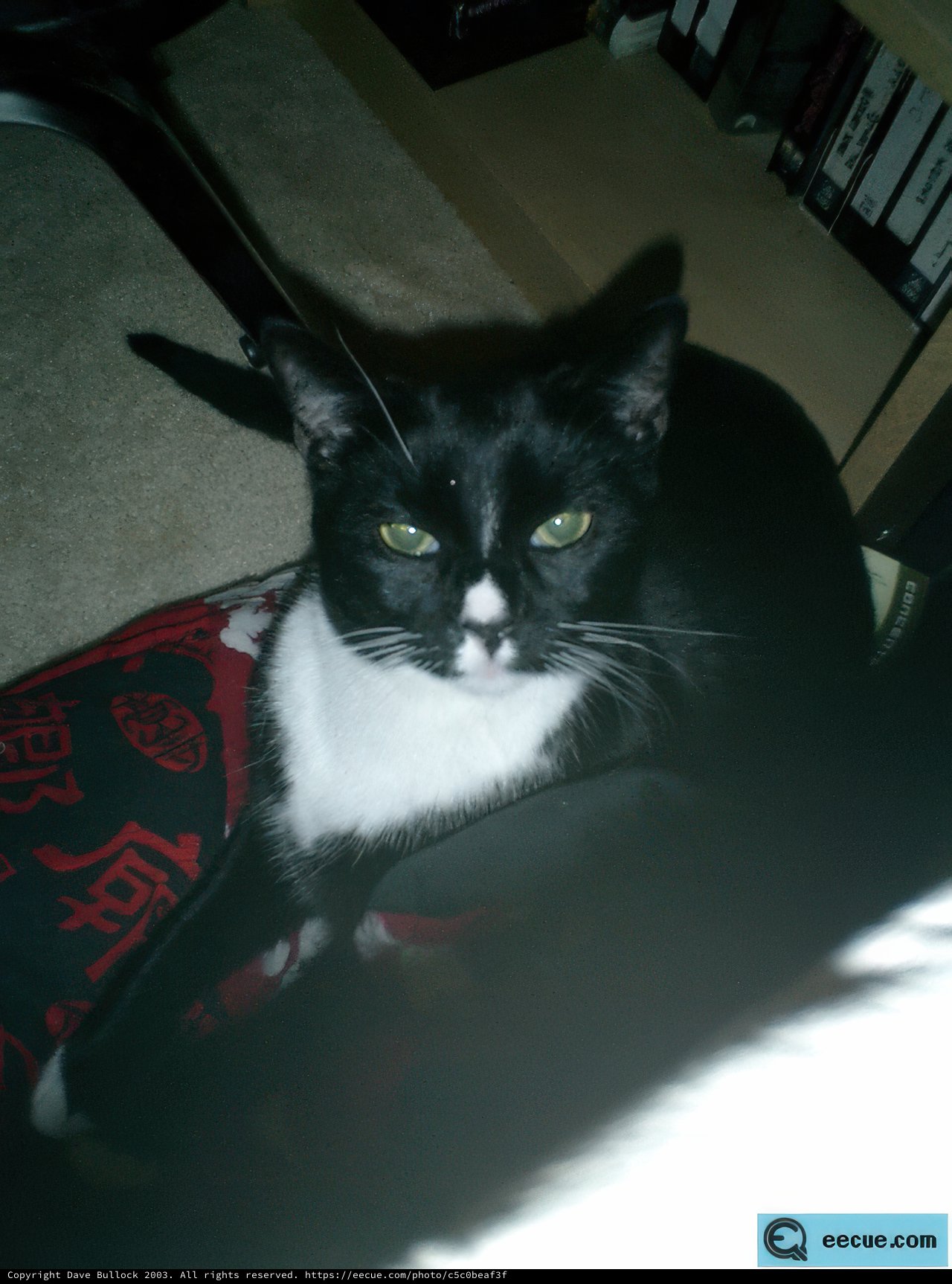 Classic Cat