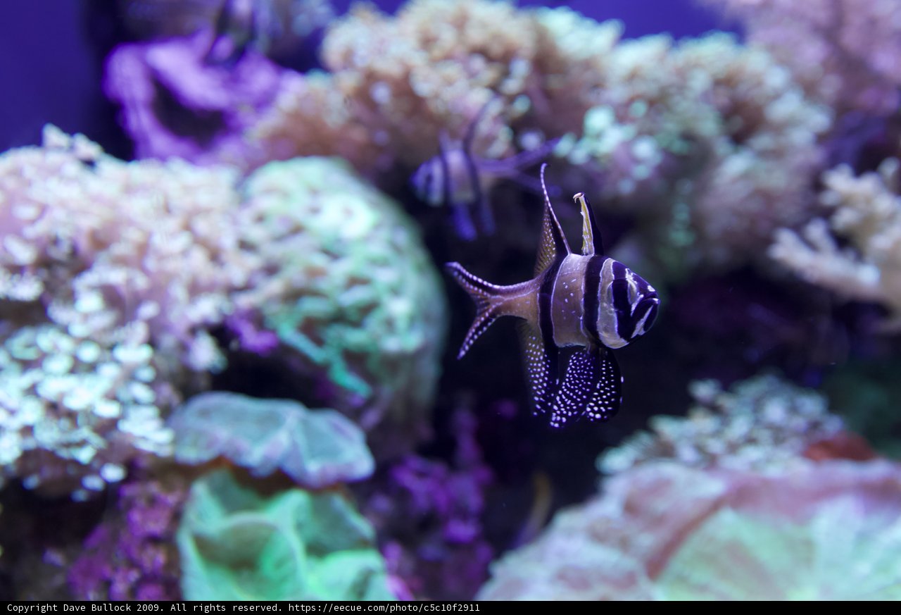Striped Fish in Aquatic Wonderland