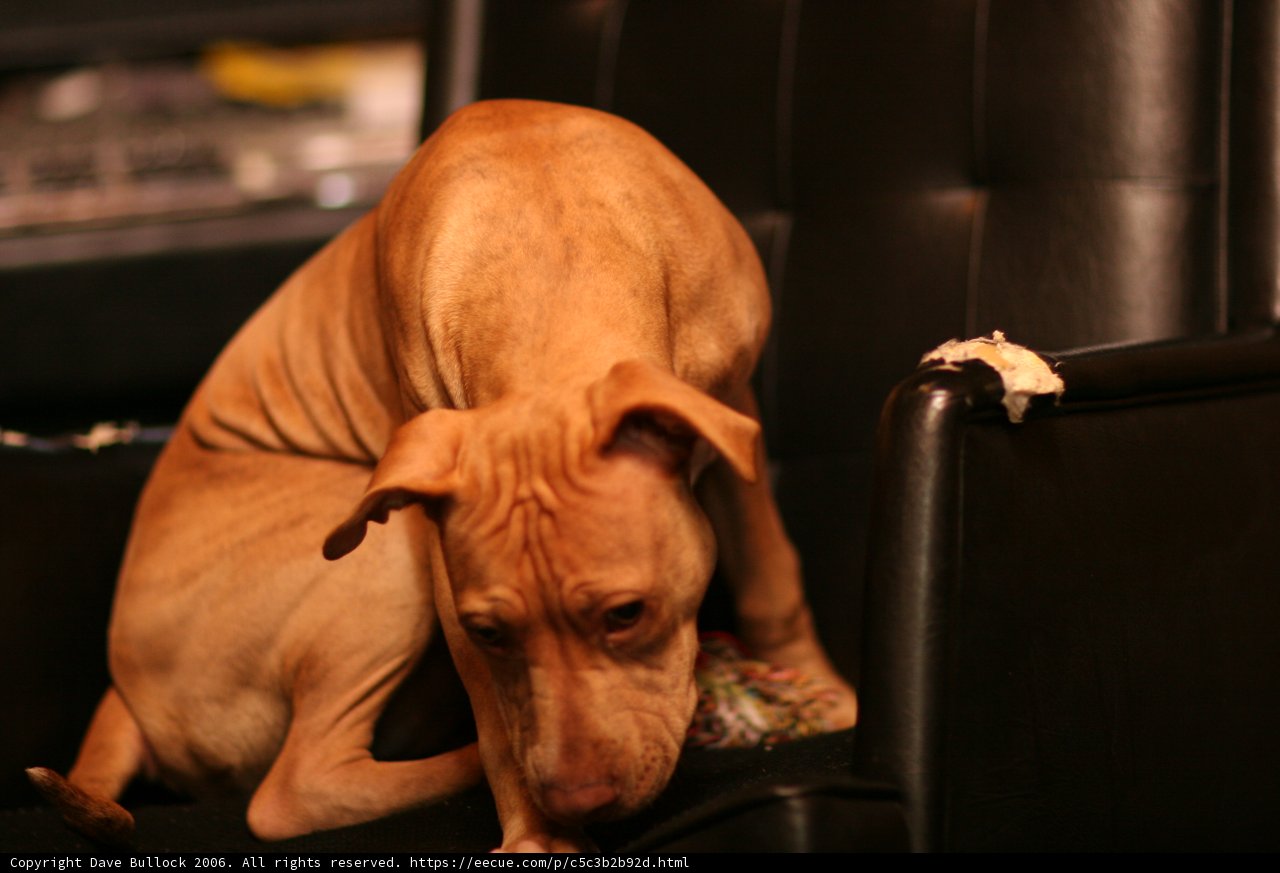 Pup Takes His Throne
