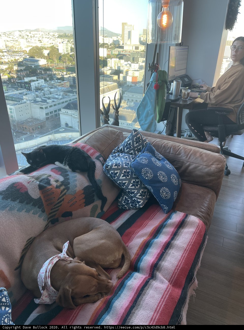 Cozy Afternoon with Furry Friend