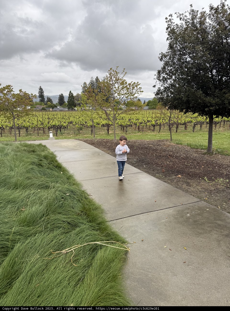 Wandering Through the Vines