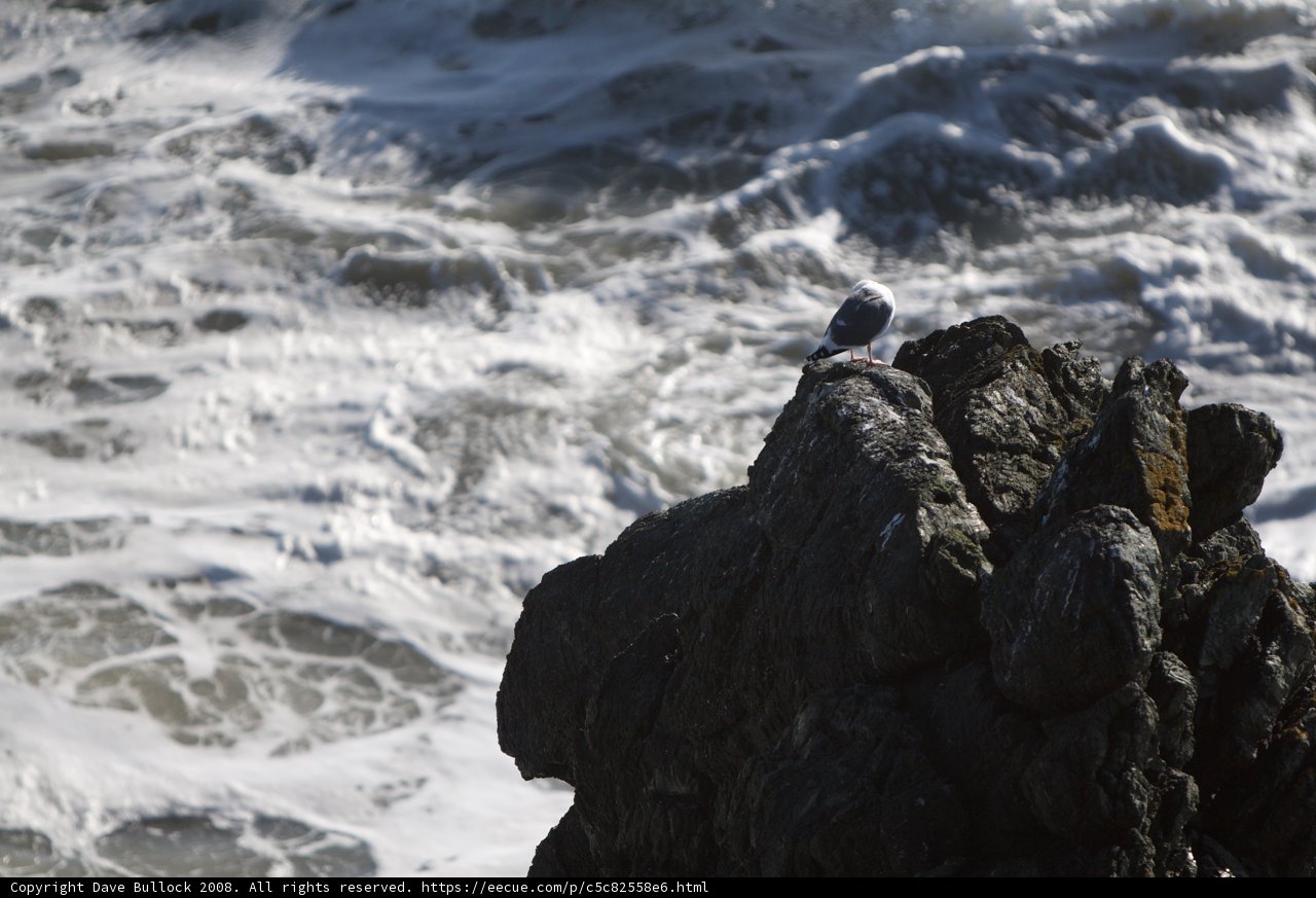 Seagull Perched on a Rocky Promontory