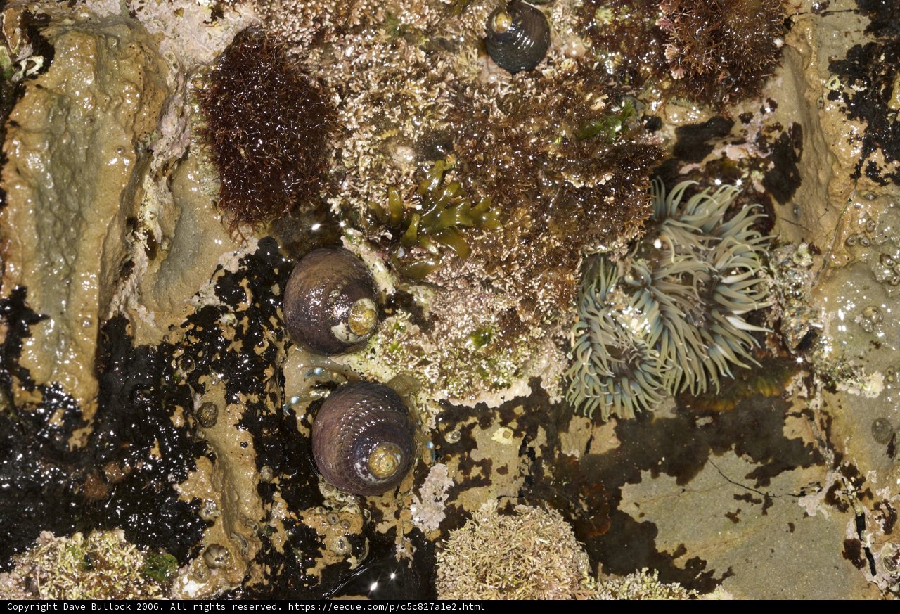 Sea Anemones and Company