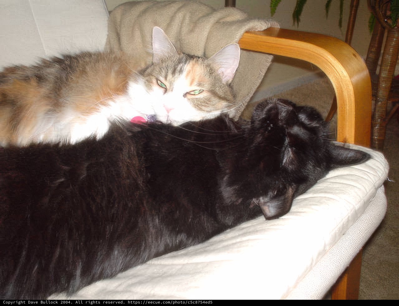 Two Feline Companions