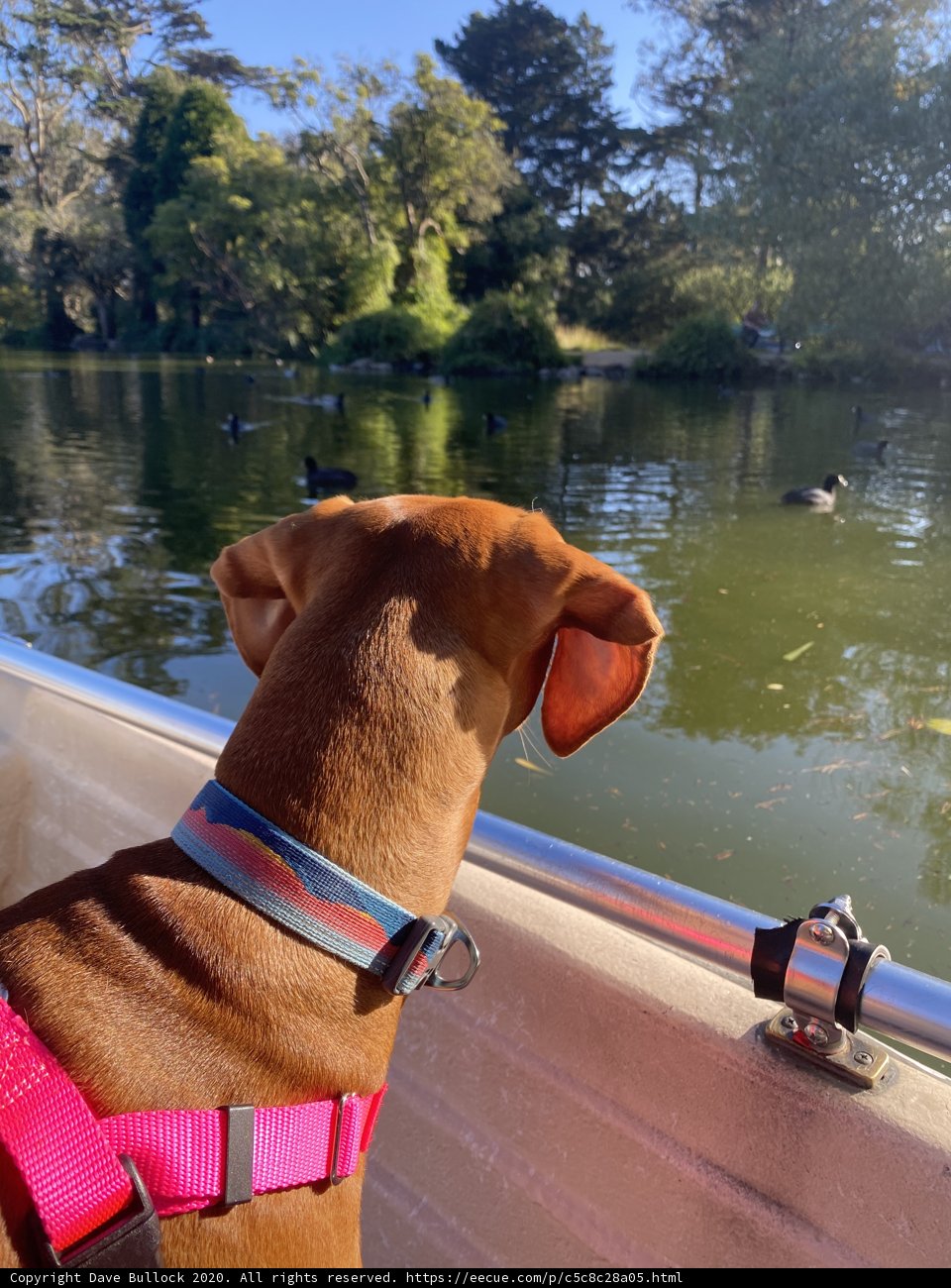 Pink Hound on a Boat