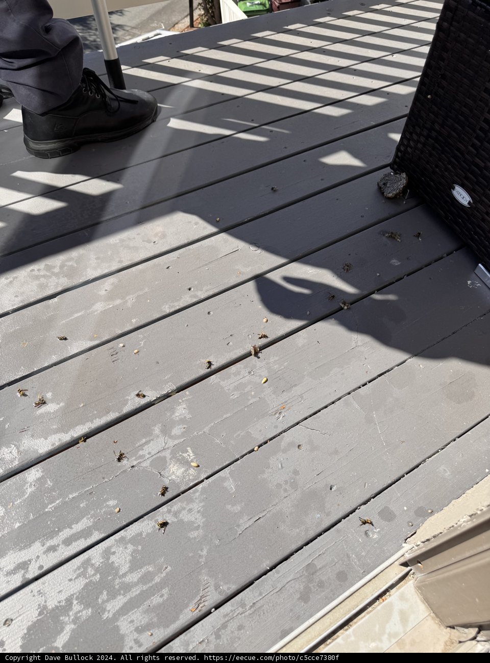 Sunlit Shadows on the Deck