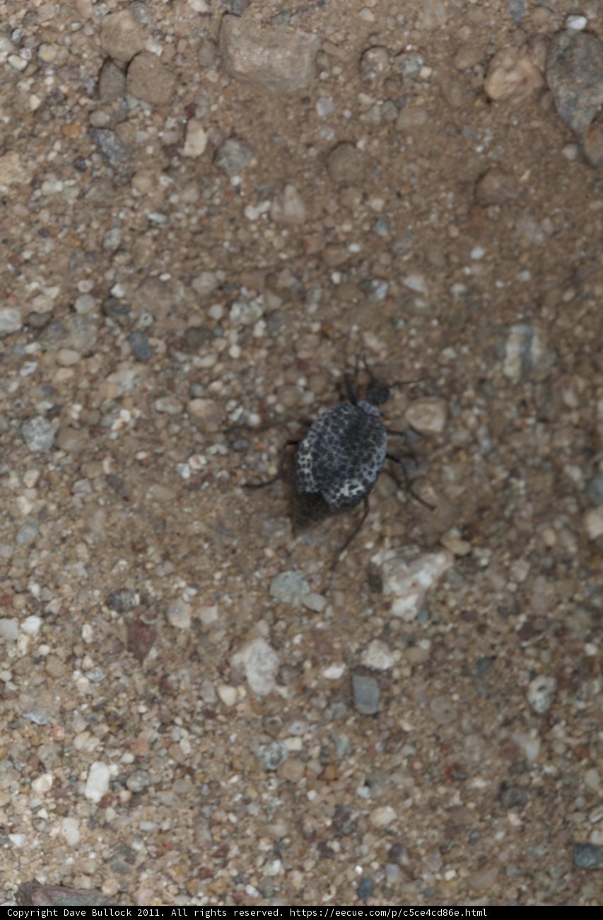 Desert Crawler
