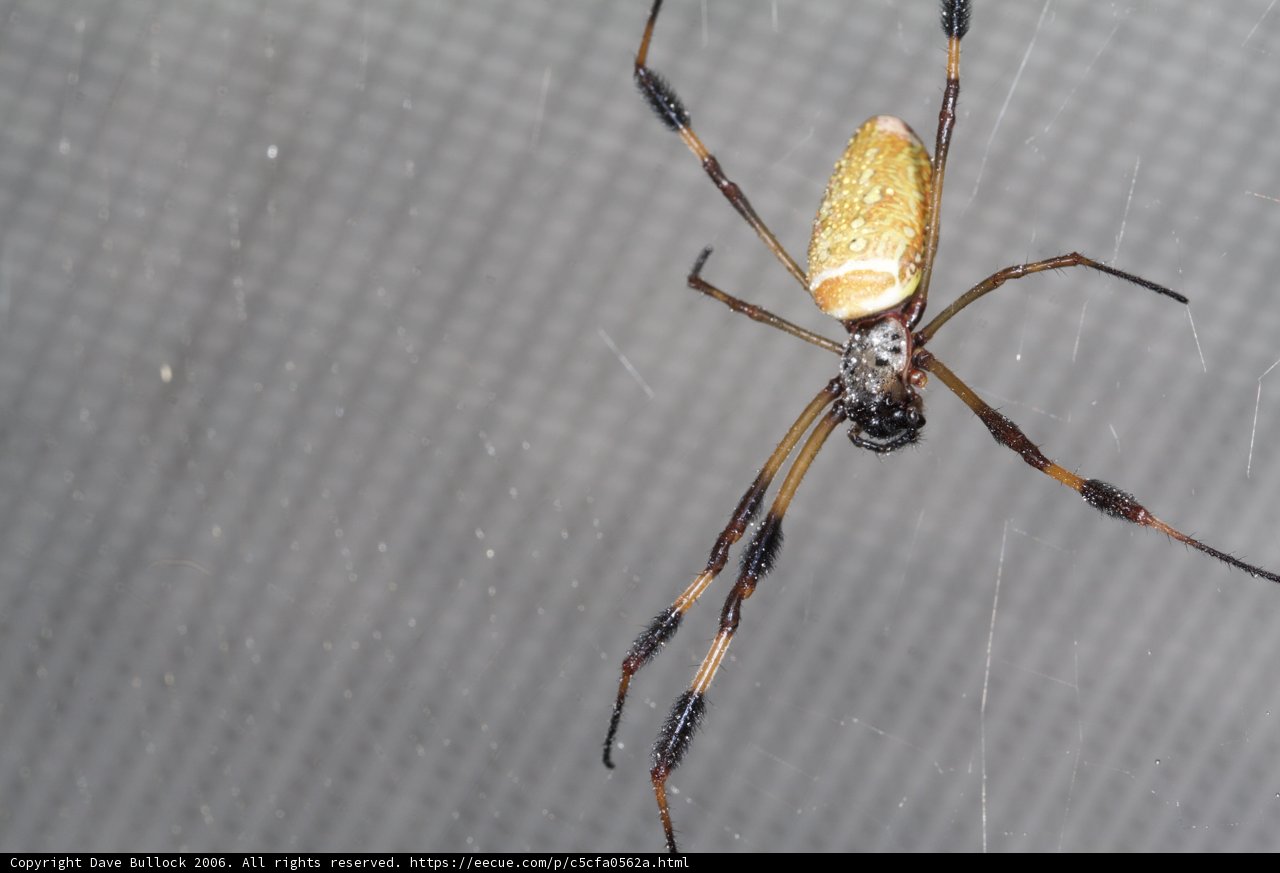 The Yellow and Black Garden Spider