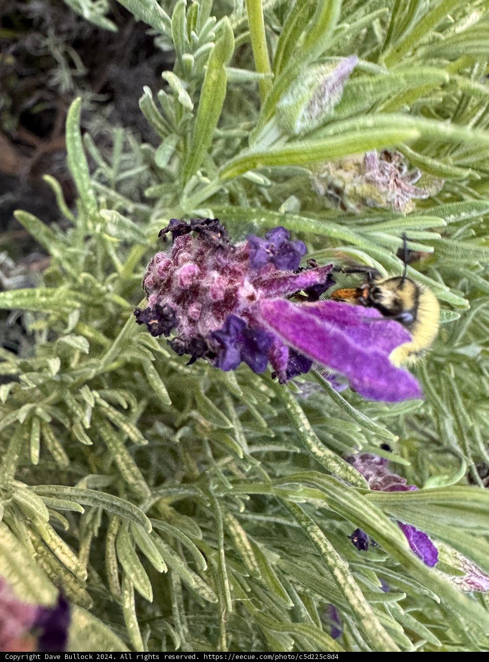 Busy Buzz on Lavender