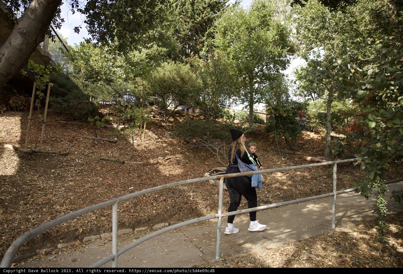 A Stroll in the Grove