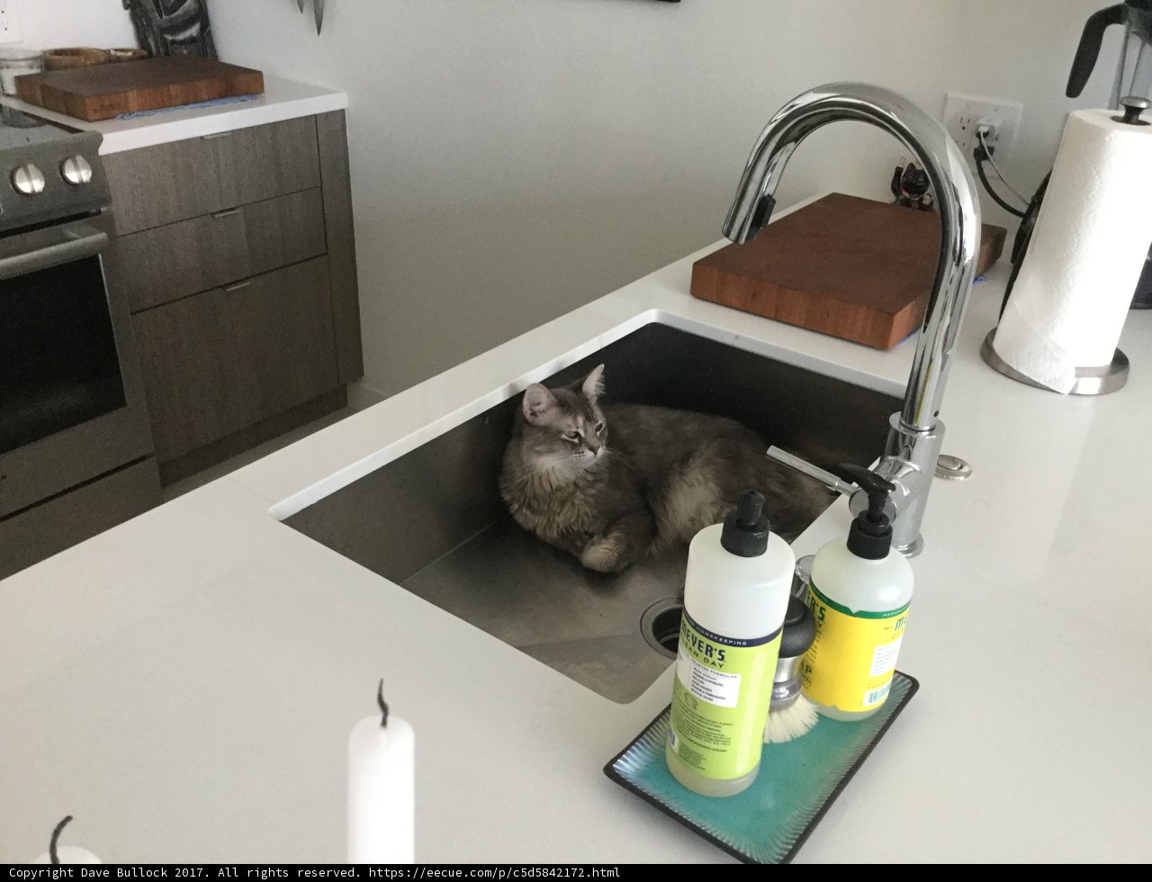 Sink cat