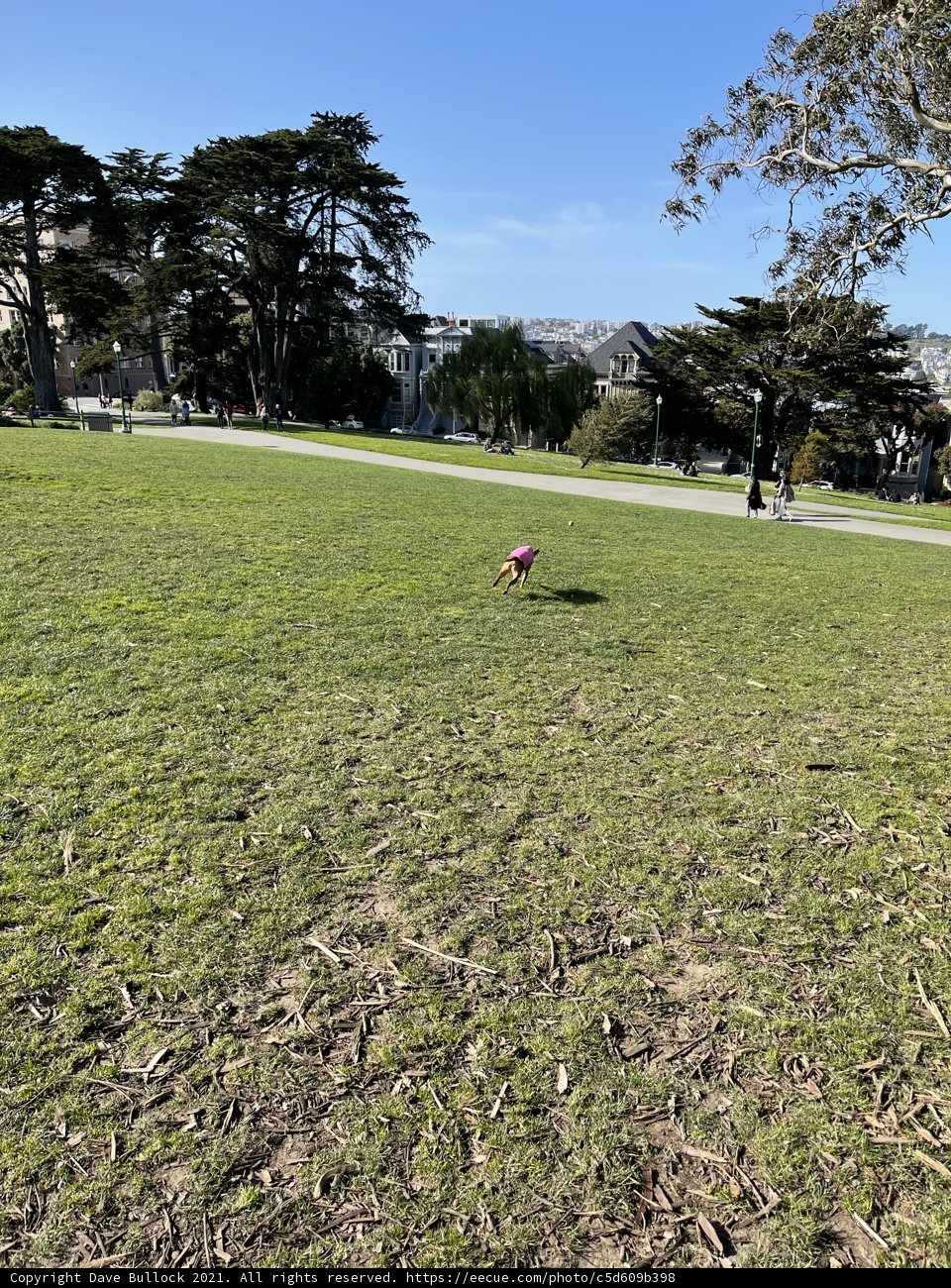 Enjoying Nature at Alamo Square