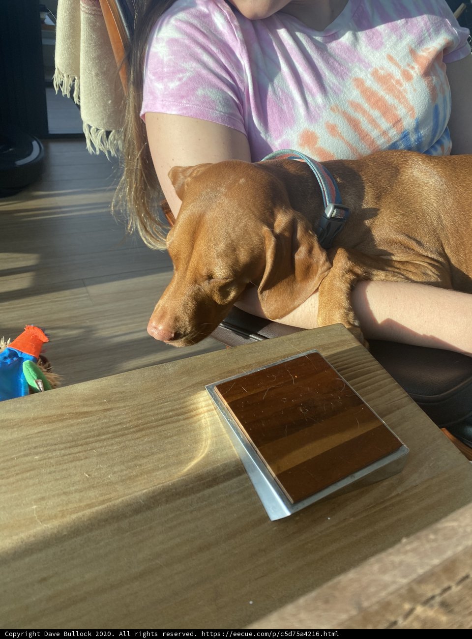 A Vizsla on the Table